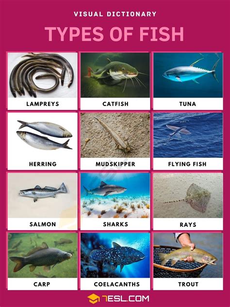different fish|Fish A.